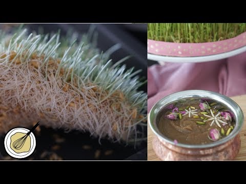 Gerste keimen und Zubereitung von Samanu/Samanak/Samanoo - DEUTSCH