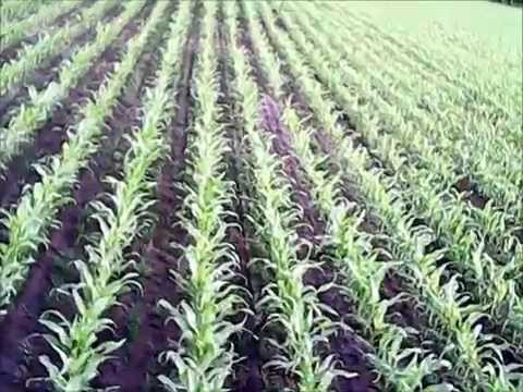 So haben wir den Mais mit der Proterra-Untersaat im Jugendstadium behandelt