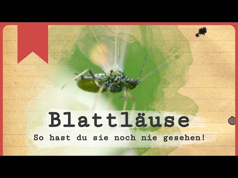 Cloning and live birth - The SECRET world of aphids!