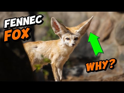 Fennec FOX's Enormous Ears | BUT WHY?