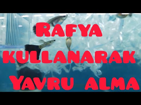 Özel tür Lepistes balıklarından rafya kullanılarak yavru alma sistemi