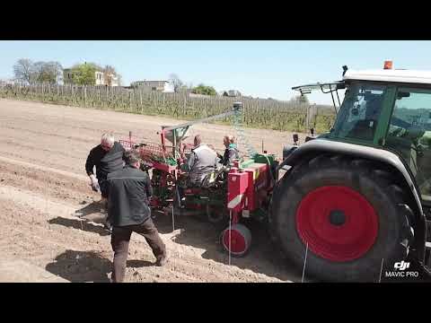 Ein neuer Weinberg entsteht...