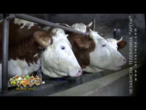 Semberija: Zarazne i parazitarne bolesti životinja pod kontrolom