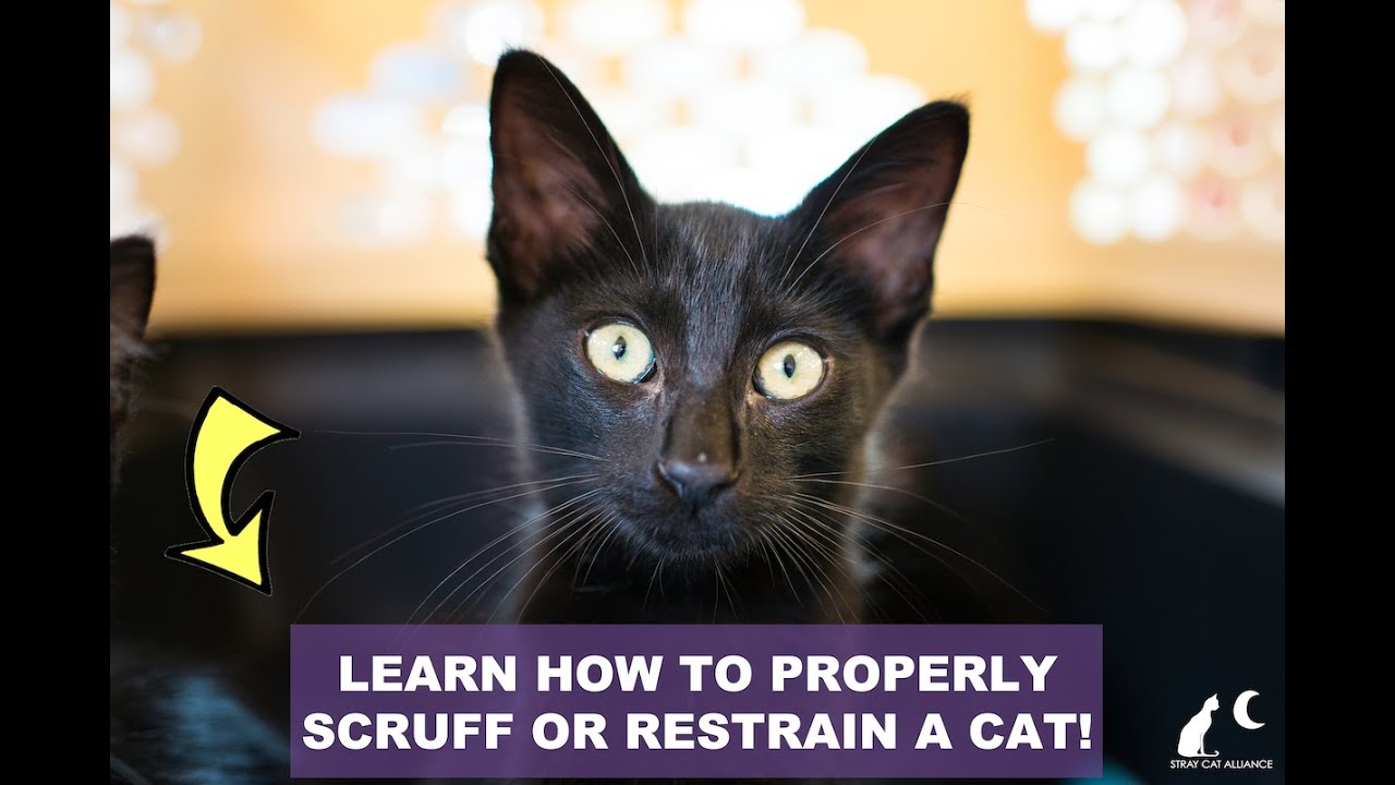 LEARN HOW TO PROPERLY RESTRAIN OR SCRUFF A CAT!