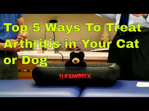 Top 5 Ways to Treat Arthritis in Your Cat or Dog (Without Surgery)