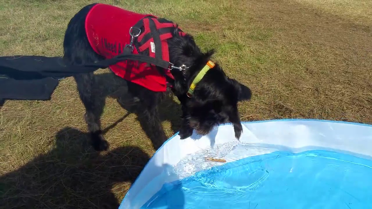 Del Boy not being the brightest at sausage bobbing - he is all looks and no brains