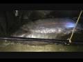 Video Thumbnail for Fish of the year.wmv