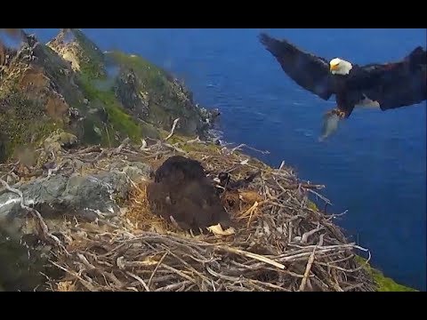 3-25-19 West End- Flip Floppity Fish