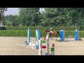 Cavalla KWPN 5 yr