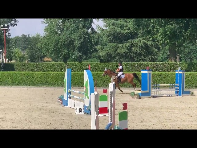 Cavalla KWPN 5 yr
