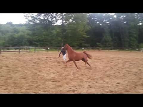 Marco APN (Shamas x Wafiya SAD) At home playing with his "mom".