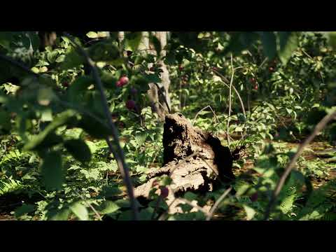 Full Nanite Photo Realistic Forest in UE5 (4K)