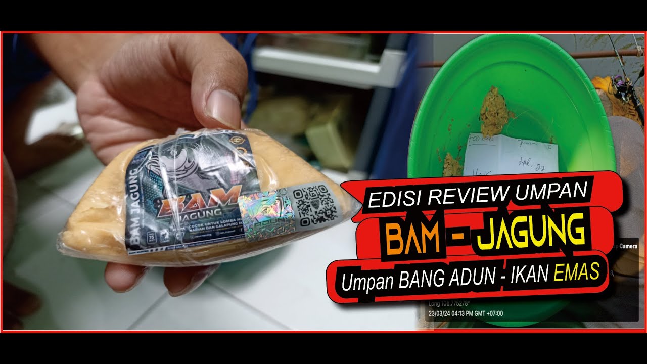 REVIEW UMPAN IKAN MAS❗️UMPAN BAM JAGUNG ADUN MANCING -  MASIH JADI ANDALAN BUAT IKAN INDUK❗️#hnt 30