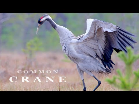 Neuf minutes de grues qui crient et qui dansent !
