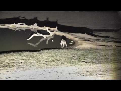 Djuma: Lone Hyena gets a quick drink - 22:25 - 11/20/18