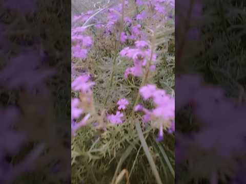 ✨#Delhi #ishq #sundarnursery #faheem #urdu #flowers #soulful #mindset