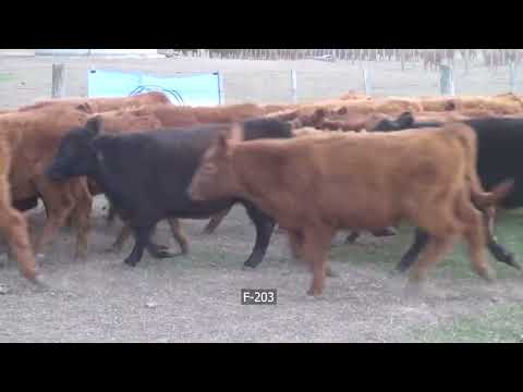 Lote 64 Terneros/as en Laborde, Córdoba