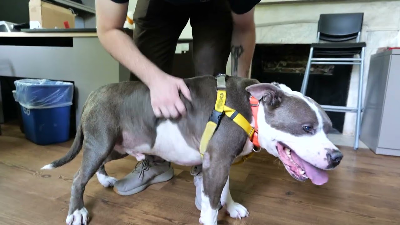 Enlarge Zeus, a Adoptable Pit Bull Terrier in Baltimore, MD video 6/6