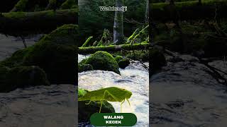 Download lagu 🔥 Masteran Walang Kecek Asli HD   Terapi Air Mengalir | Bikin Burung Cepat Gacor & Rajin Bunyi mp3