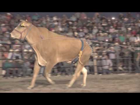 ESPINITA DE ACAPULCO VS EL MANICOMIO DE LOS DESTRUCTORES