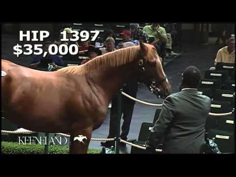 2011 September Yearling Sale: Hip 1397 - UNDRAFTED