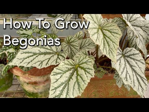 How To Grow Begonias - Plant  Care- Light, Watering & Fertiliser for all types of Begonias.