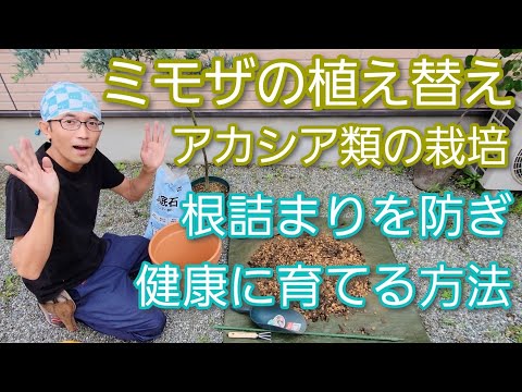 園芸 スノーウィー・リバー・ミモザ、スノーウィー・リバー・アカシア