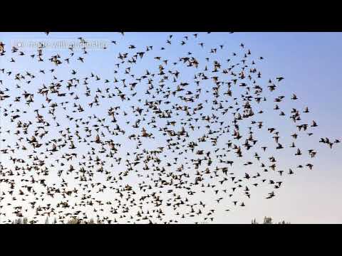 Violeta Dinescu: Au Coeur Du Silence... (1995)- Trio Diritto