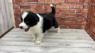 ボーダーコリーの動画01