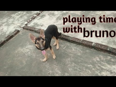 How bruno plays with me || all about paws || German shepherd dog