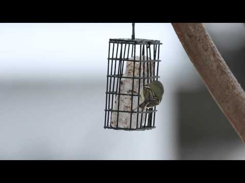 Ruby-crowned Kinglet