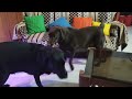 Doggyzworld Galaxy Gopro