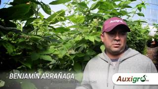 preview picture of video 'Testimonial AUXIGRO en Berries zona Jocotepec, Jalisco'