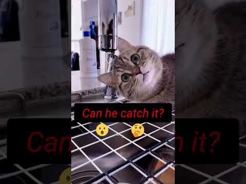 🤣🐈 Cute & Funny Cat Shorts! Curious Conrad Water  #shorts #cat