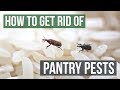 How to Get Rid of Pantry Pests Guaranteed (4 Easy Steps)