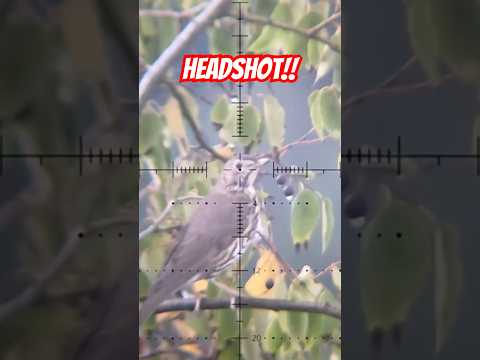 صيد السمّن ببندقية هوائية fx impact m3 tordo,zorzal, chasse de la grive #hunting #birds #اكسبلور