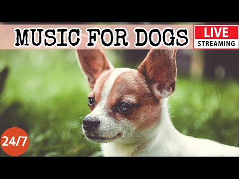 [LIVE] Dog Music🎵Calming Music for Dog Deep Sleep🐶🎵Separation Anxiety Music for Dog Relaxation🐶🔴5