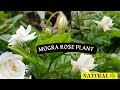 Mogra Plant Growth Vlog Video Ytshort Blooming Flower Naturelovers Garden Gardening Video