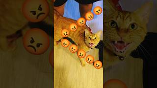 2026/4/27_58 貪吃SV #橘ひなの #橘貓 #橘猫 #貓咪日常 #cat #cute