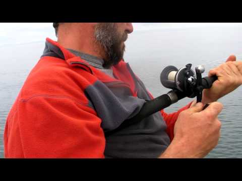 paddys monster conger eel