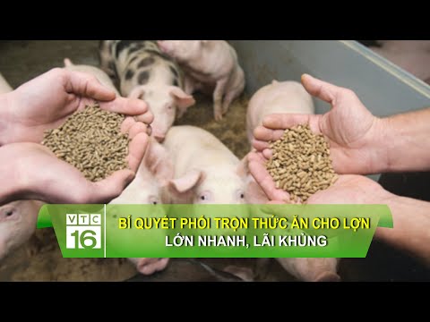 , title : 'Bí quyết phối trộn thức ăn cho lợn lớn nhanh, lãi khủng | VTC16'