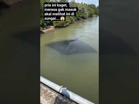 sighting of giant stingray in the river#stingray#fishing#animals#shorts#viral