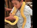 Mateo Ramirez Velasco bien valiente conviviendo con una vibora (leer descripción)