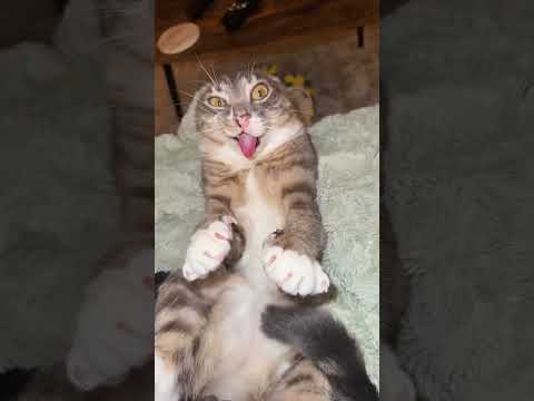 Funny cat video# funny animals# videos pets funny #funnycat #funnyanimals #cutecat #cats #funnypets
