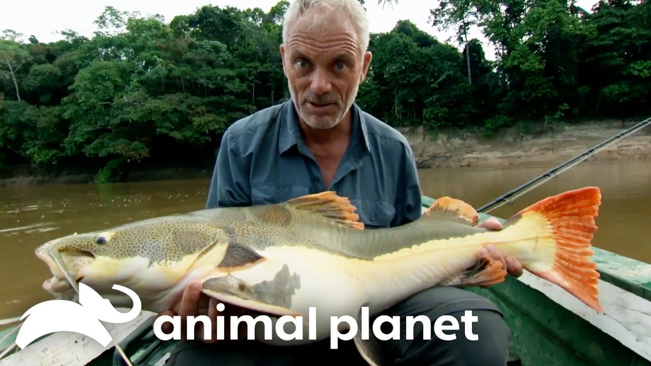 The Deadliest Creatures of Season 6 | River Monsters | Animal Planet