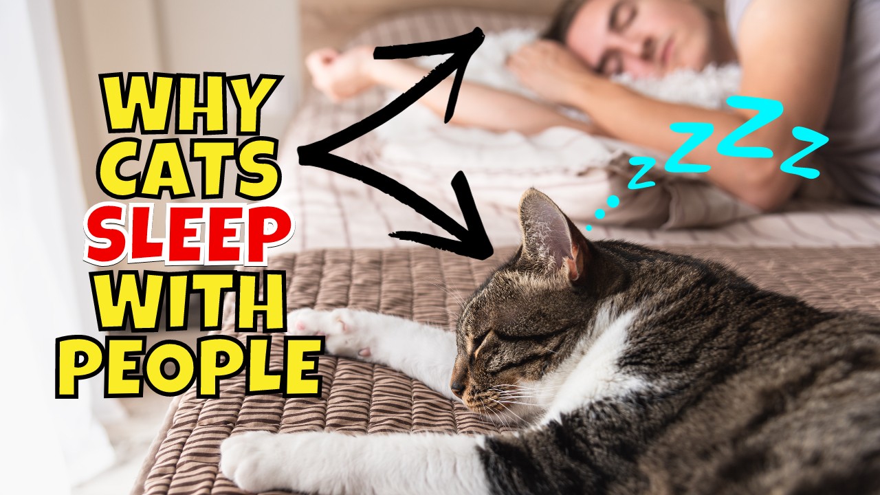 9 Scientific Reasons Why Your Cat Sleeps With You