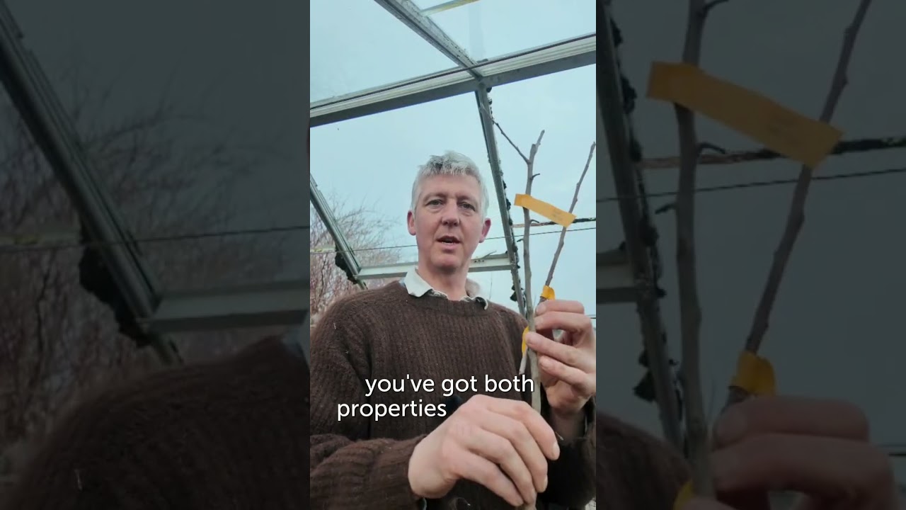 The magic of grafting trees