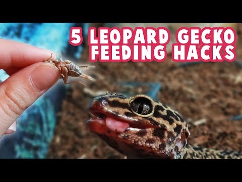 Leopard Gecko Feeding Hacks // Dusting, Handfeeding, Feeder Insects Sizes & More!