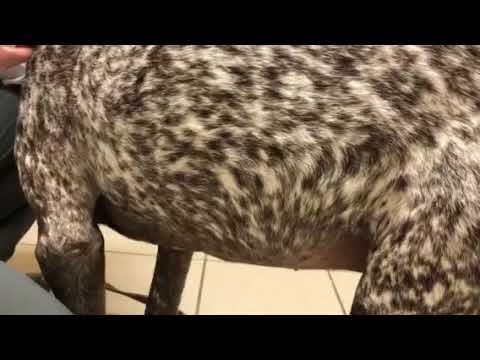 Bloat in a dog. How to diagnose GDV, and why an acutely distended abdomen might be an emergency. Co