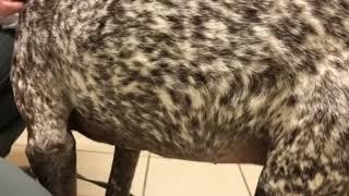 Bloat in a dog. How to diagnose GDV, and why an acutely dist